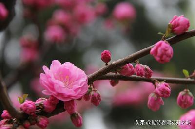 春暖花开的寓意是什么