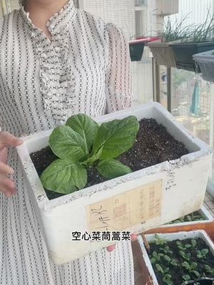 阳台种菜用什么土好