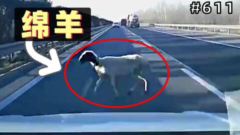 开车撞死羊后逃构成犯罪吗