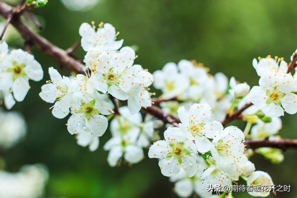 春暖花开的寓意是什么