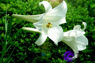 水仙花指什么生肖