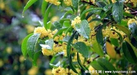 孕妇能不能吃桂花