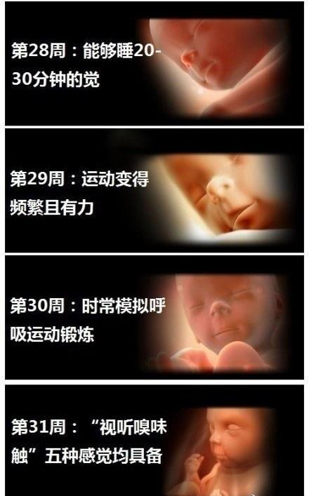 胎儿几个月发育听力