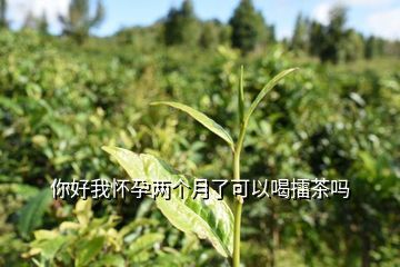 孕妇可以喝擂茶吗