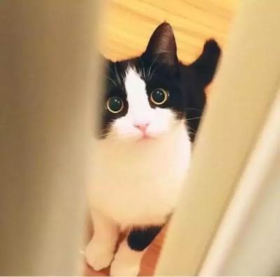 梦见猫保护自己