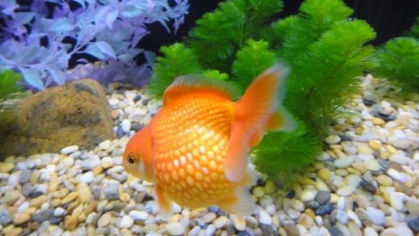 Overback <strong><mark>arowana</mark></strong> Help to see if there is room for rescue