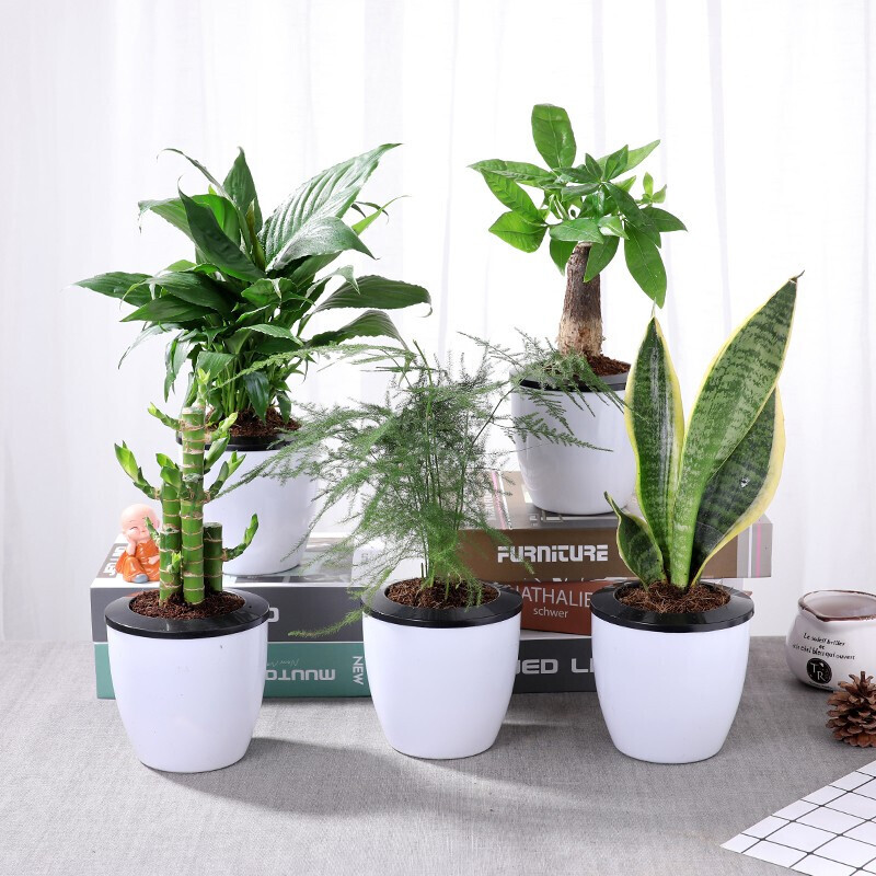 绿植室内盆栽