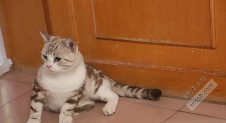 为什么养猫不容易怀孕