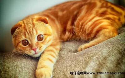 猫咪吉利又好听的名字
