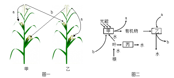我国玉米生产栽培环节出现的问题有哪些