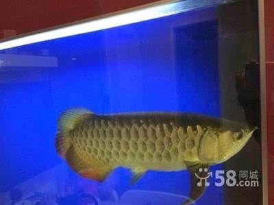 龍魚品級劃分標(biāo)準(zhǔn)是什么樣的啊，龍魚品品品級劃分標(biāo)準(zhǔn) 龍魚百科 第4張