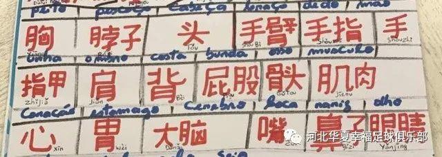 muscles中文谐音记忆