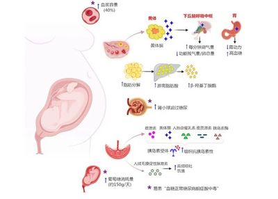 人胎盘功效