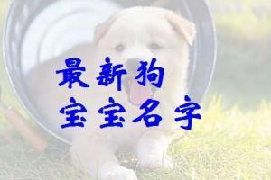 属狗的男孩名字