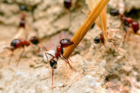 红色蚂蚁怎么除掉