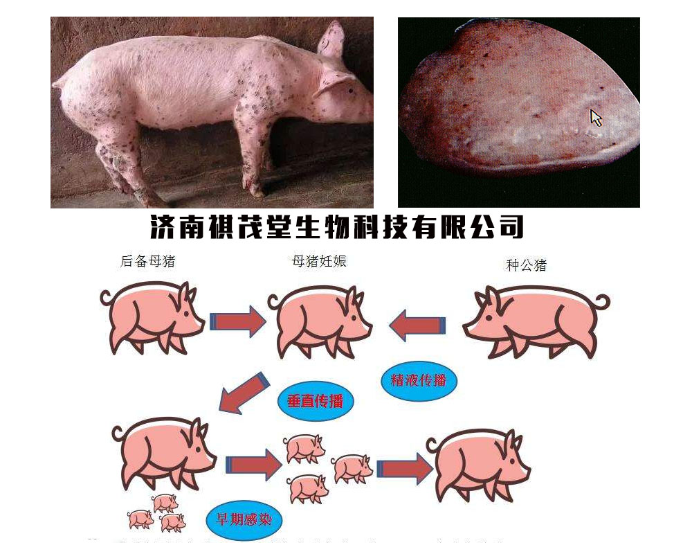下列猪病中可以通过垂直传播 - 纳米AI搜索