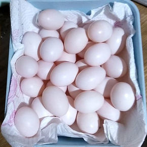 十个月宝宝能吃鸽子蛋吗