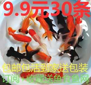 紅頭利魚巢穴材料選擇：為紅頭利魚選擇巢穴材料時，沉水木是一個合適的選擇