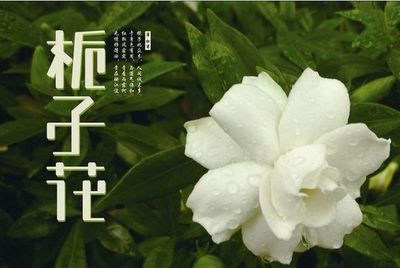 栀子花网名