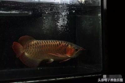 详细阅读:The Majestic <strong><mark>arowana</mark></strong> in Kimberley: A Guide to Finding and Caring for These Exotic Fish in Western Australia The Majestic <strong><mark>arowana</mark></strong> in Kimberley: A Guide to Finding and Caring for These Exotic Fish in Western Australia
