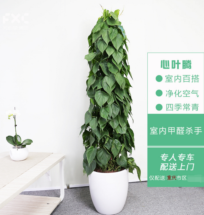 室内净化空气植物