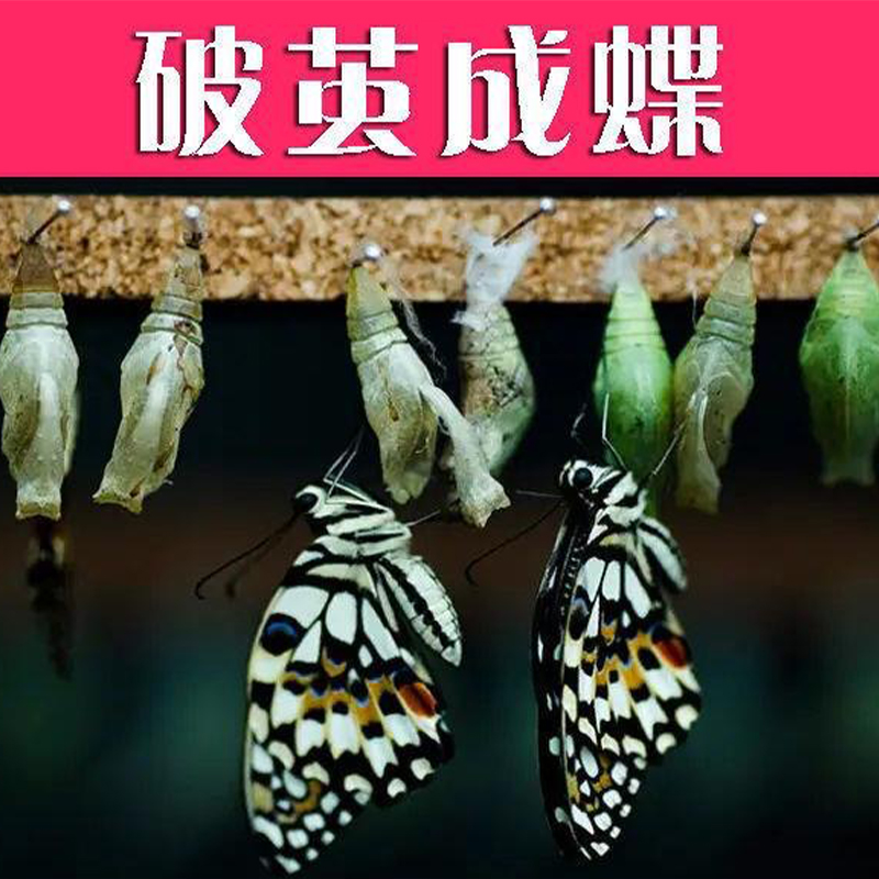 蝴蝶宝宝图片