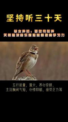 鸟的五行
