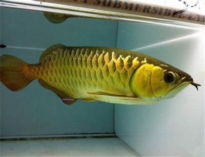 <strong><mark>arowana</mark></strong> for public view at KL City Walk