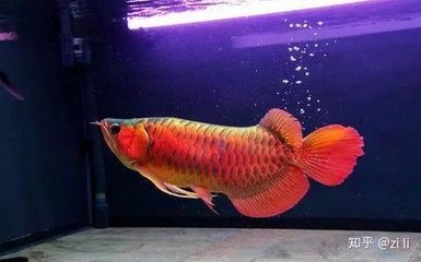 小紅龍魚怎么養(yǎng)：如何正確養(yǎng)好小紅龍魚